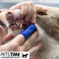 العناية بأسنان الكلاب